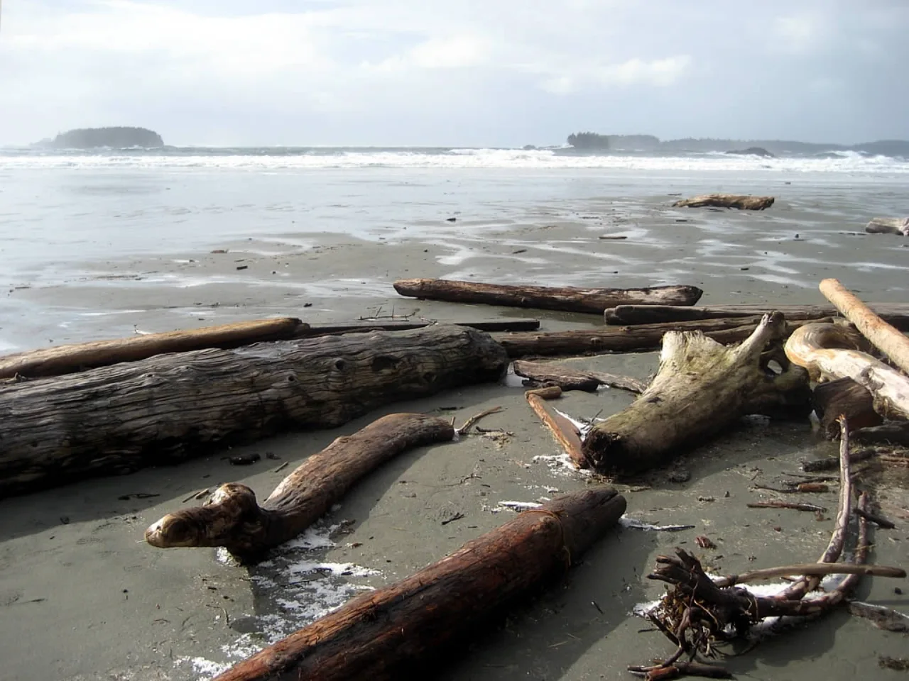 Draftwood on Chesterman Beach, Tofino, BC.