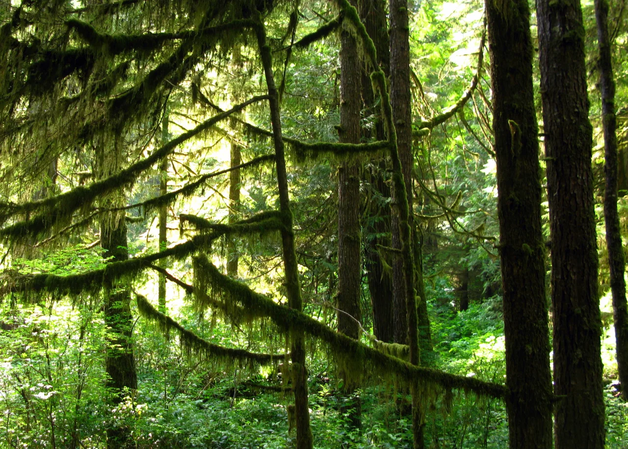 Sunlight filtering through moss-covered trees in Pacific Rim rainforest