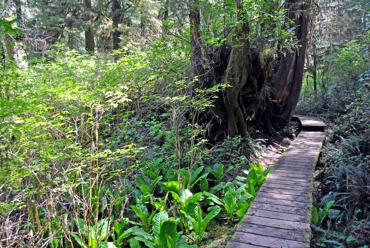 A wooden boardwalk among old-growth trees in Pacific Rim National Park Reserve